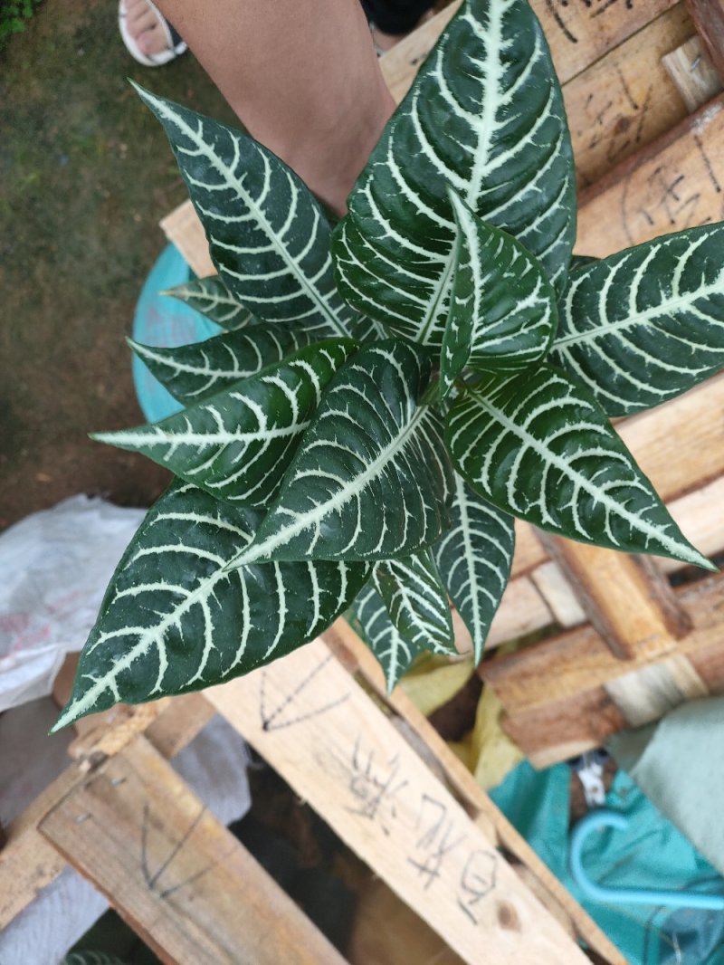 斑马花银脉净化空气室内植物