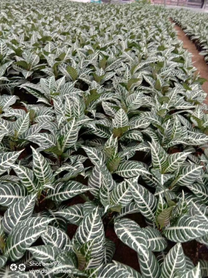 斑马花银脉净化空气室内植物