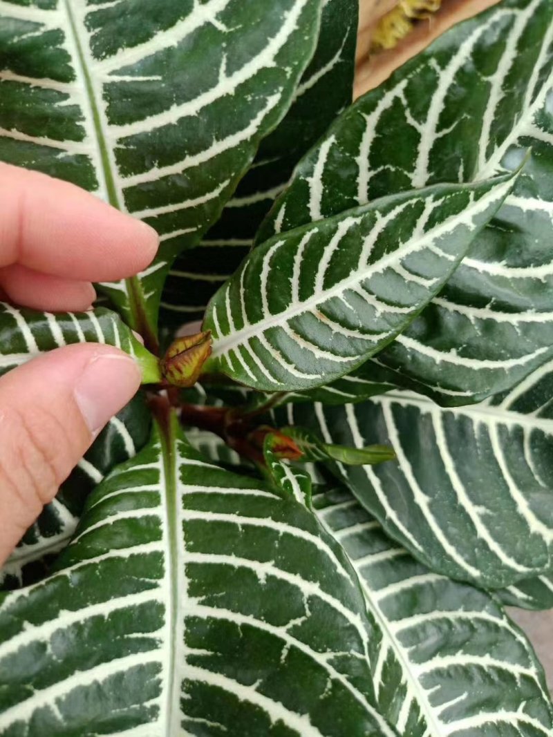 斑马花银脉净化空气室内植物
