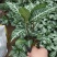斑马花银脉净化空气室内植物