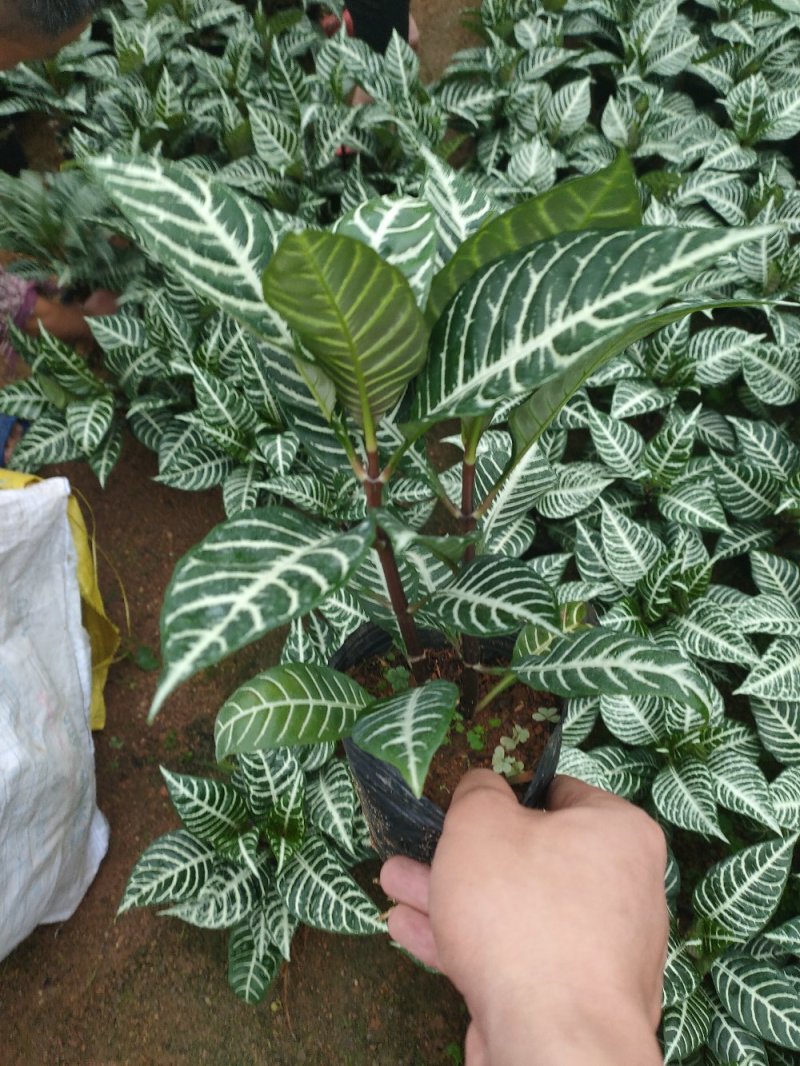 斑马花银脉净化空气室内植物