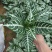 斑马花银脉净化空气室内植物