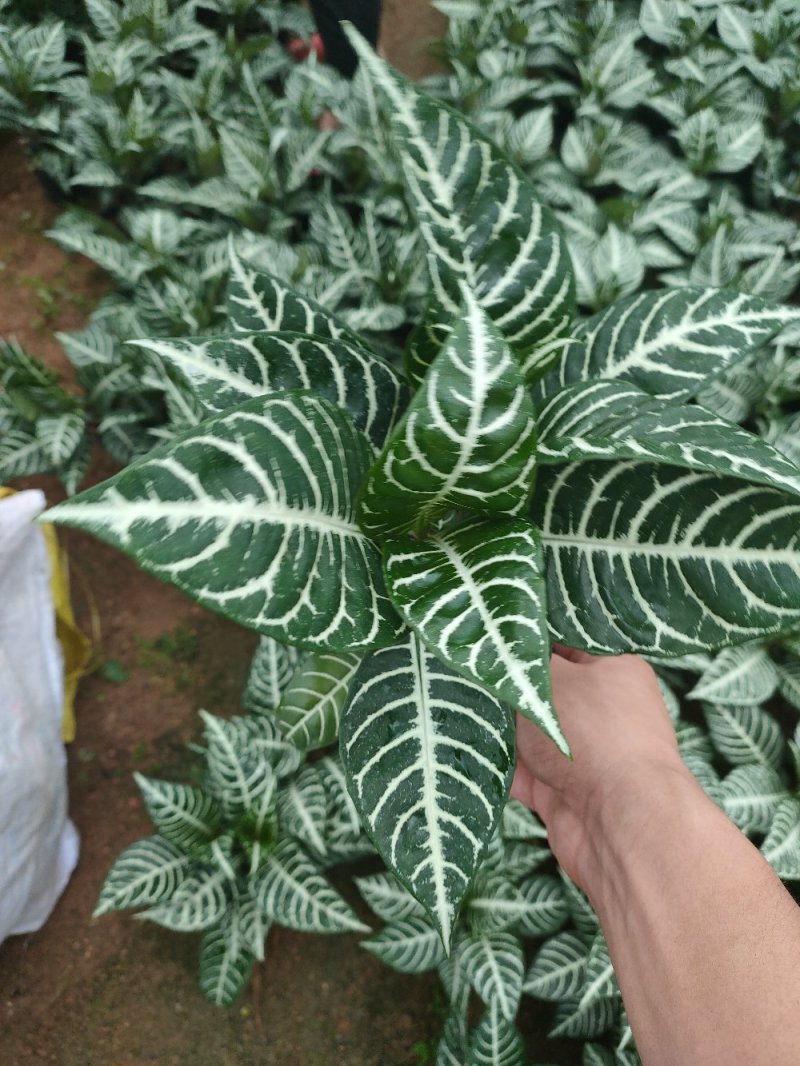 斑马花银脉净化空气室内植物