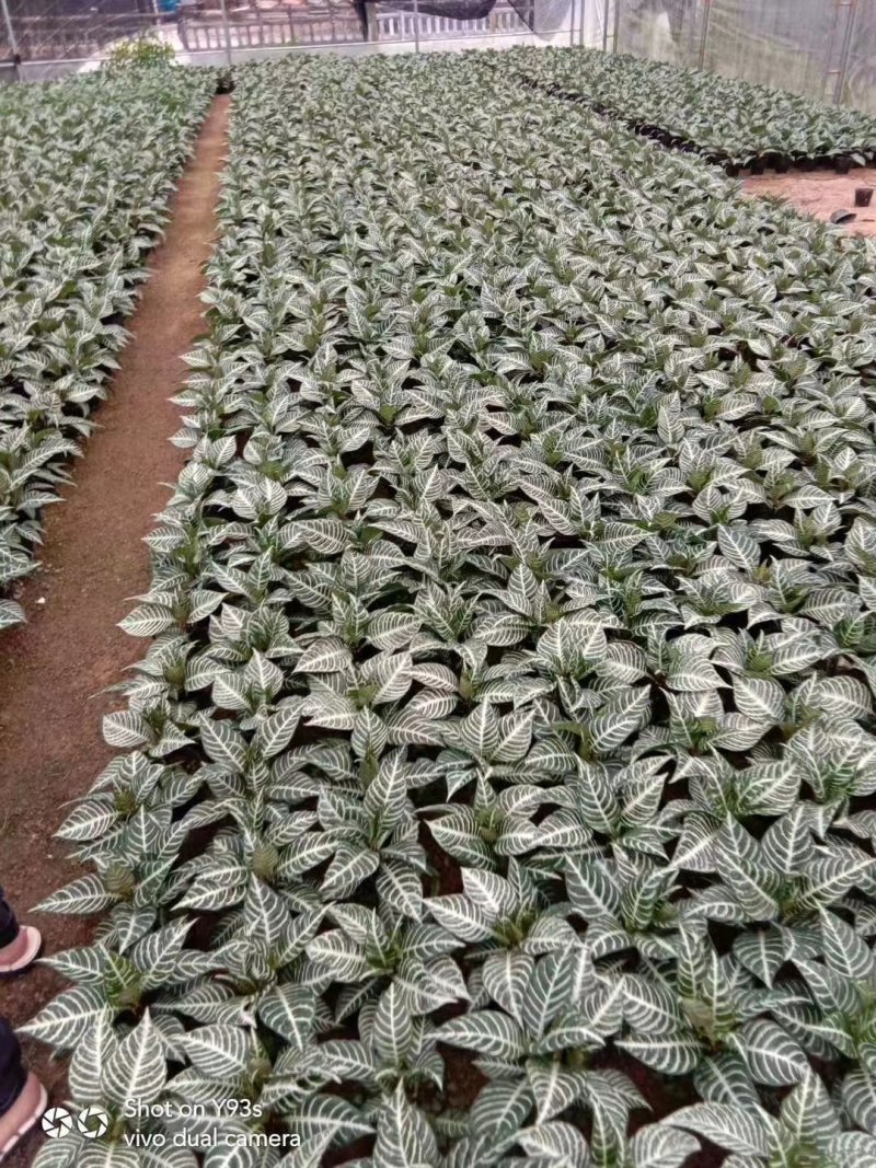 斑马花银脉净化空气室内植物