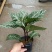斑马花银脉净化空气室内植物