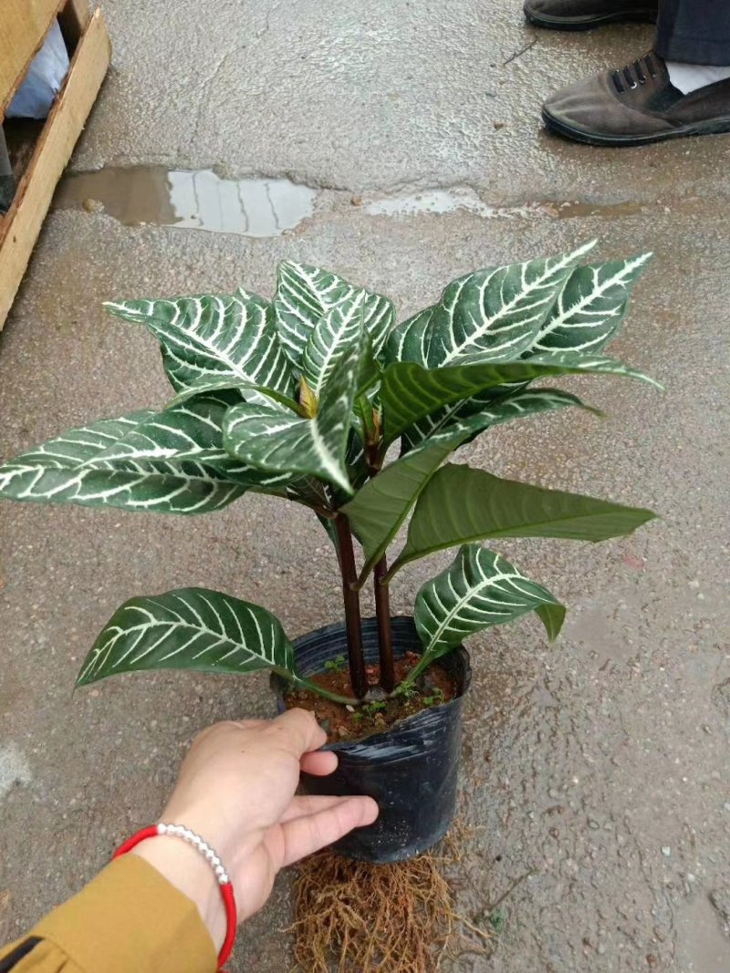 斑马花银脉净化空气室内植物