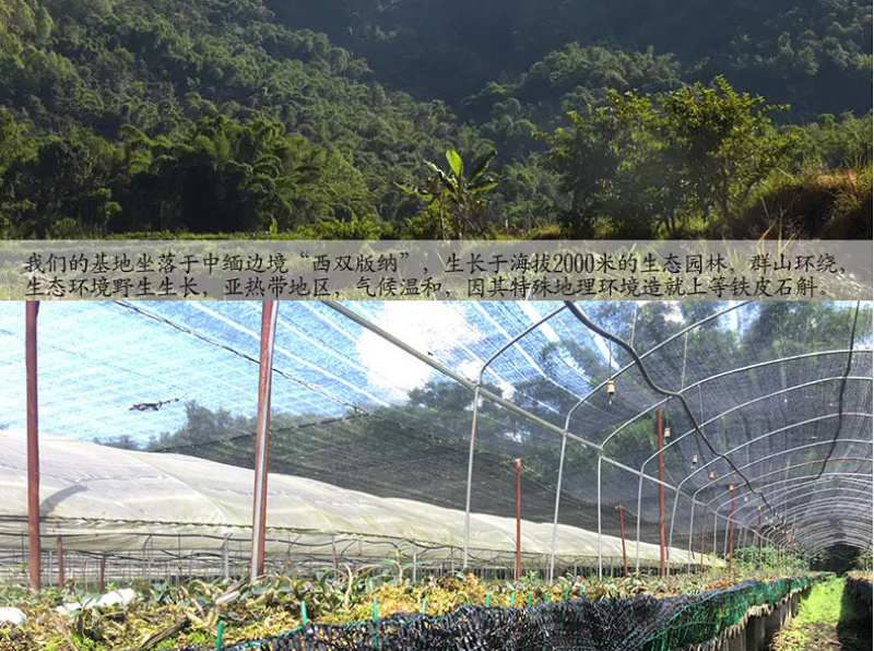 云南霍山枫斗石斛铁皮枫斗石斛颗粒干条铁皮石斛