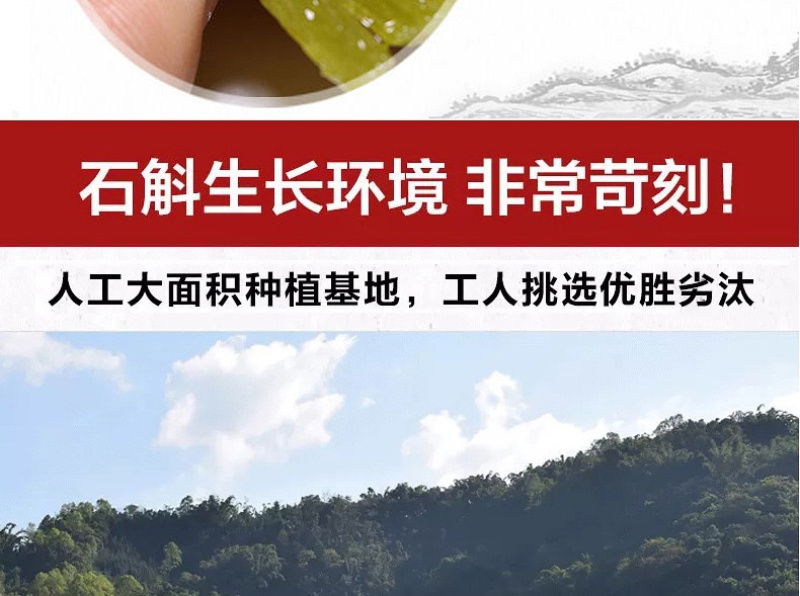 云南霍山枫斗石斛铁皮枫斗石斛颗粒干条铁皮石斛