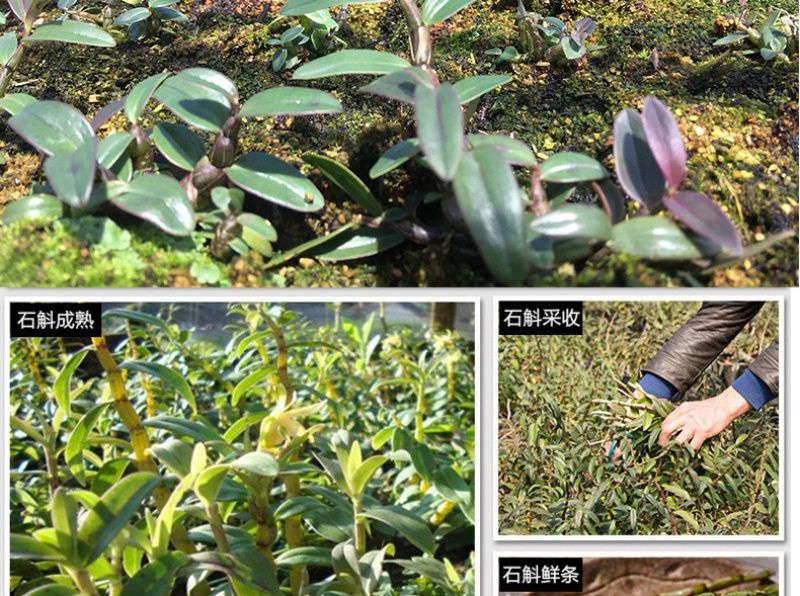 云南霍山枫斗石斛铁皮枫斗石斛颗粒干条铁皮石斛