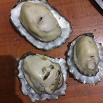 渤海湾养殖生蚝，三倍体，二倍体批发码头自取