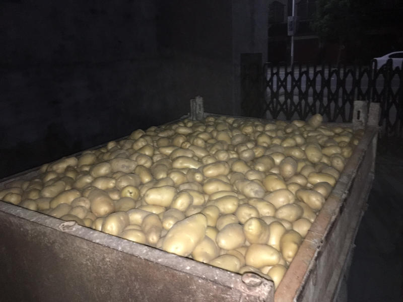 大棚土豆新鲜土豆冷库精品黄心土豆上市