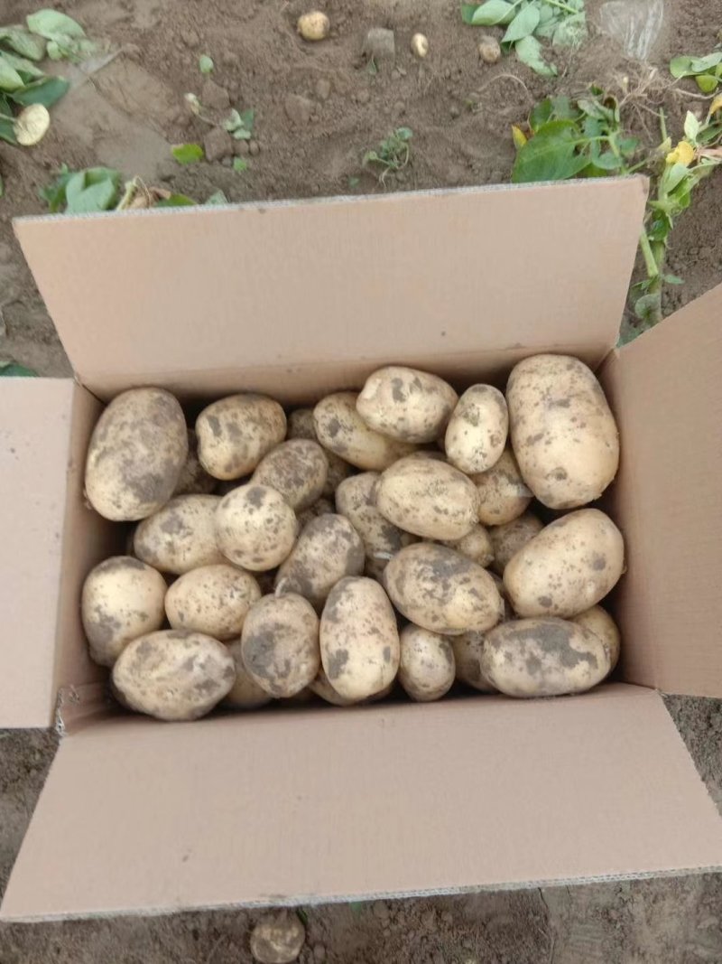 优质土豆大量上市大西洋，中薯/兴佳/荷兰品种，欢迎采购