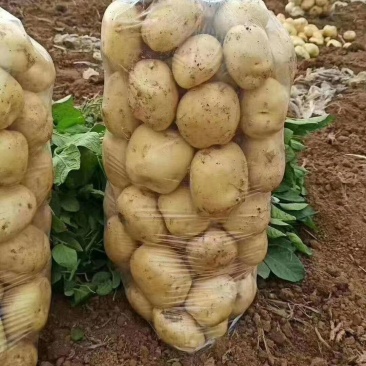 优质土豆大量上市大西洋，中薯/兴佳/荷兰品种，欢迎采购
