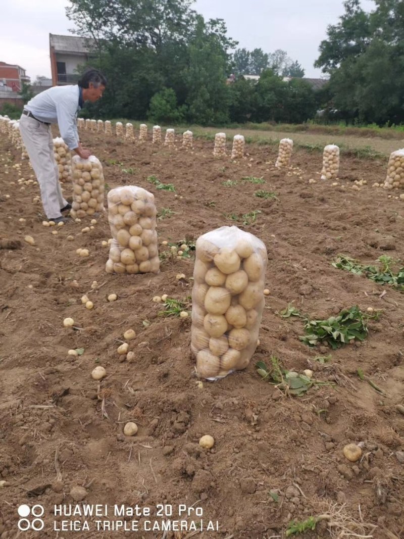 优质土豆大量上市大西洋，中薯/兴佳/荷兰品种，欢迎采购