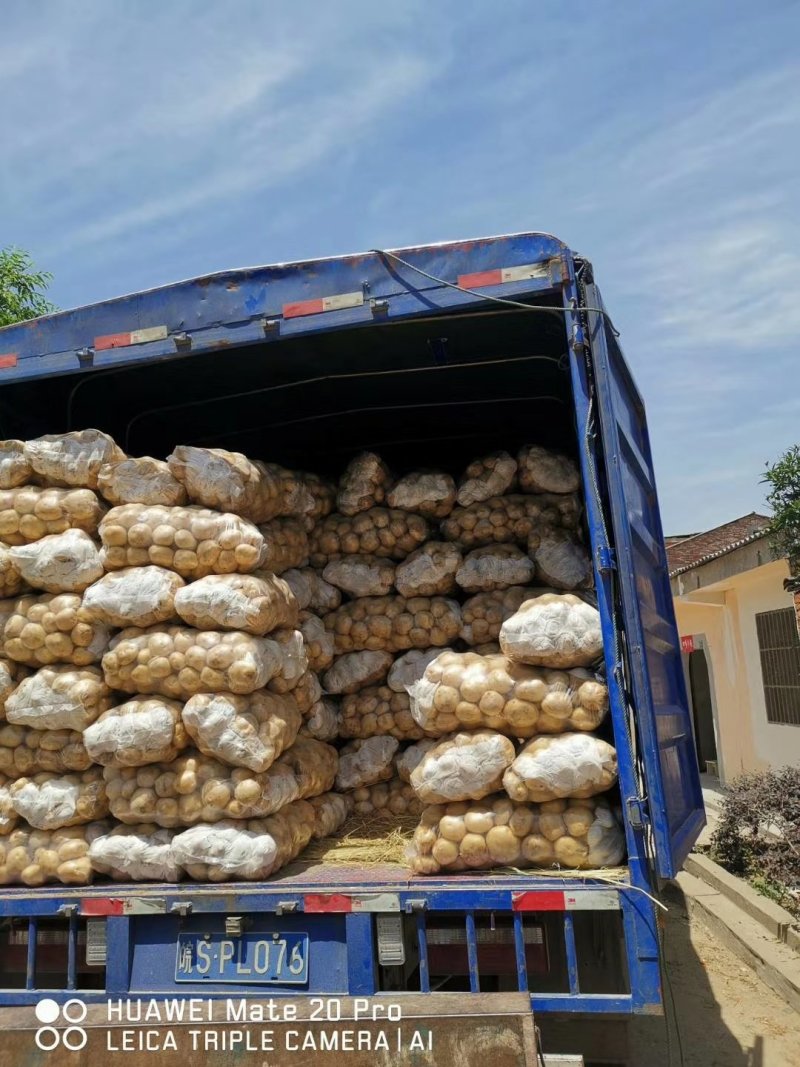 优质土豆大量上市大西洋，中薯/兴佳/荷兰品种，欢迎采购