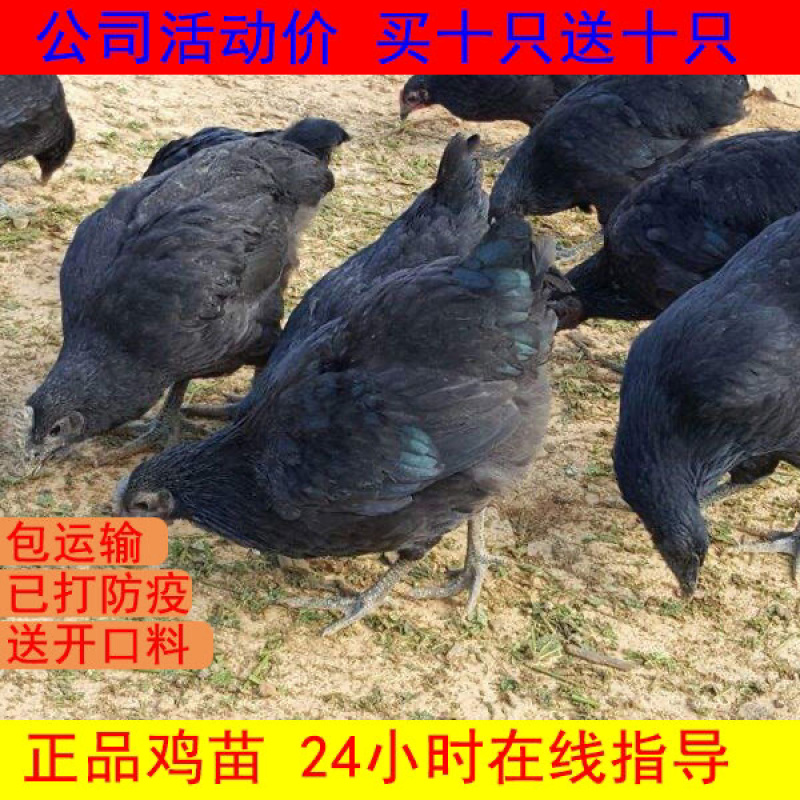 优质红毛公鸡苗，三黄鸡，五黑鸡，草鸡