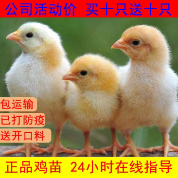 优质红毛公鸡苗，三黄鸡，五黑鸡，草鸡