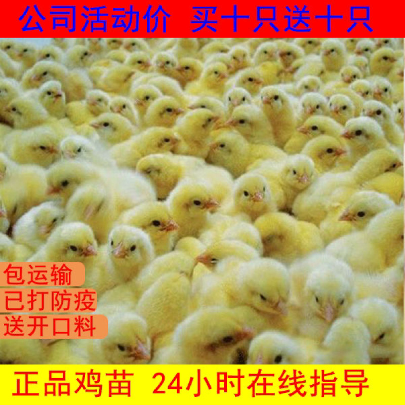 优质红毛公鸡苗，三黄鸡，五黑鸡，草鸡