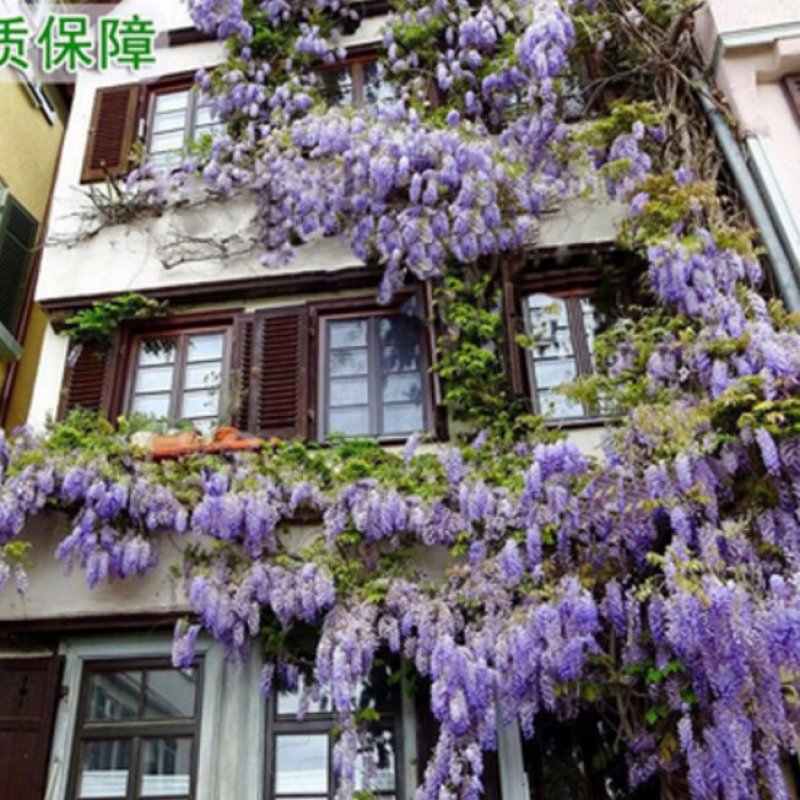紫藤树苗，紫藤花苗，紫罗兰紫水晶，庭院攀援植物