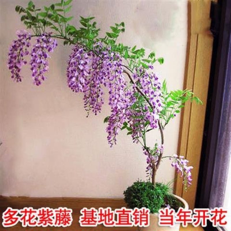 紫藤树苗，紫藤花苗，紫罗兰紫水晶，庭院攀援植物