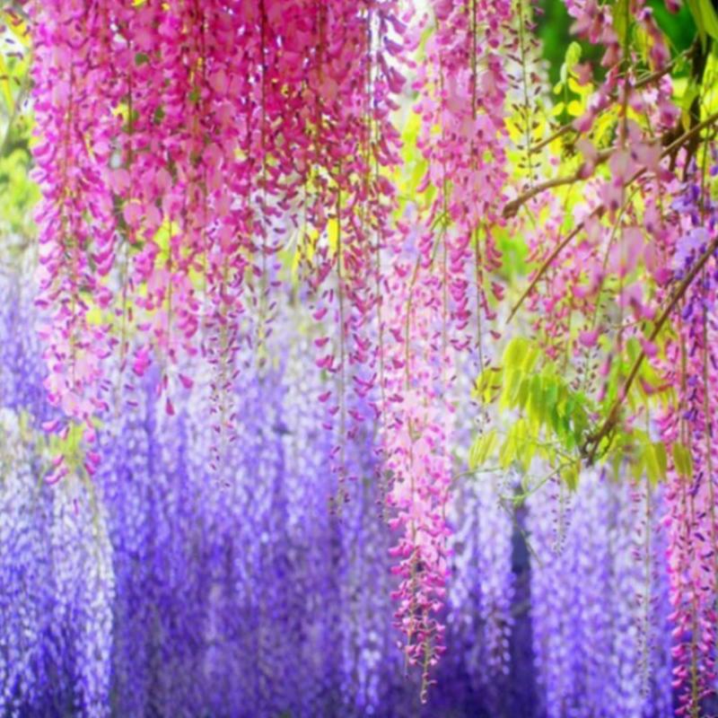 紫藤树苗，紫藤花苗，紫罗兰紫水晶，庭院攀援植物