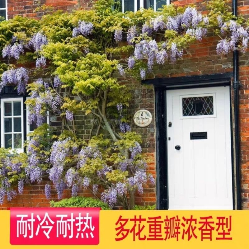 紫藤树苗，紫藤花苗，紫罗兰紫水晶，庭院攀援植物