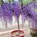 紫藤树苗，紫藤花苗，紫罗兰紫水晶，庭院攀援植物