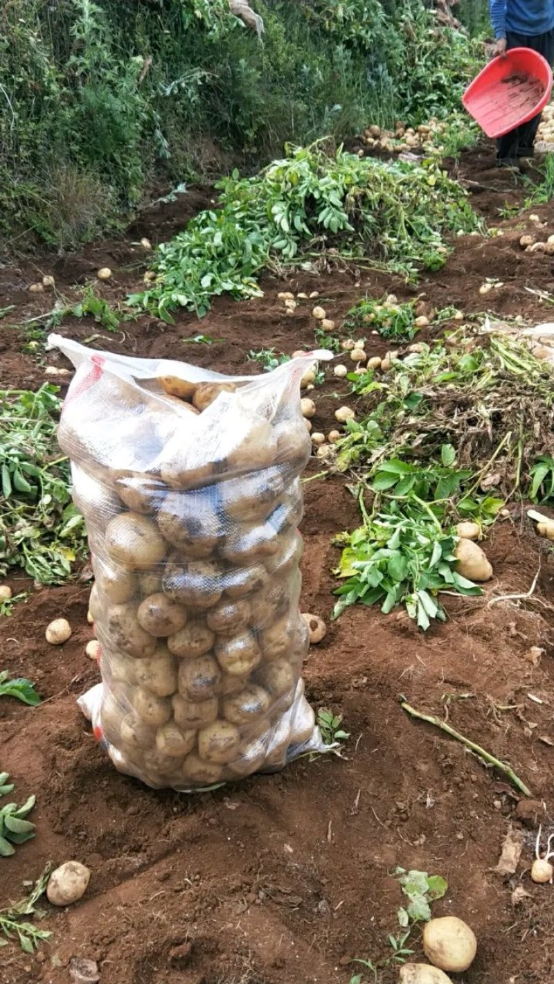 四川省凉山州会理县黄皮黄心土豆质量保证，价格实惠！看上的
