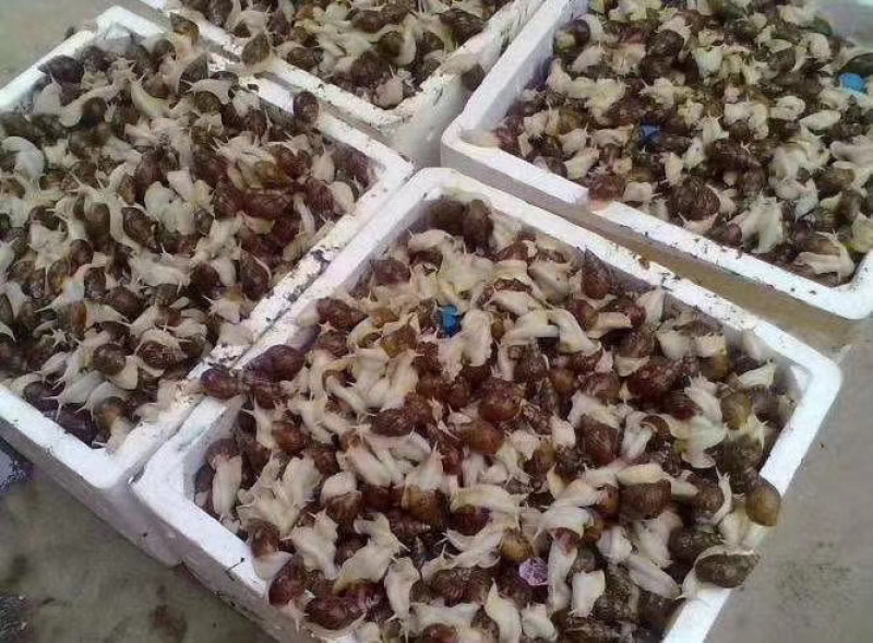 白玉蜗牛养殖基地直供，包技术，签订回收合同