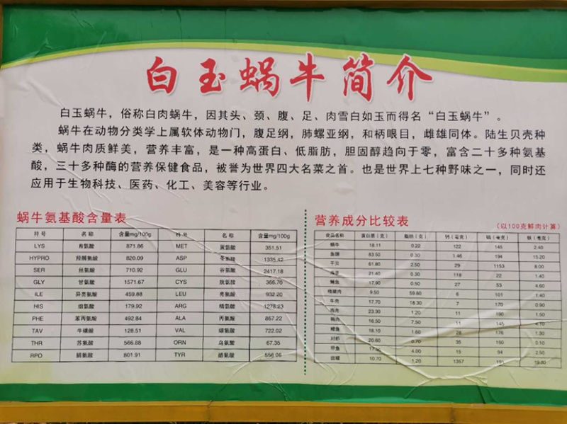 白玉蜗牛养殖基地直供，包技术，签订回收合同