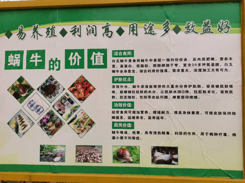 白玉蜗牛养殖基地直供，包技术，签订回收合同