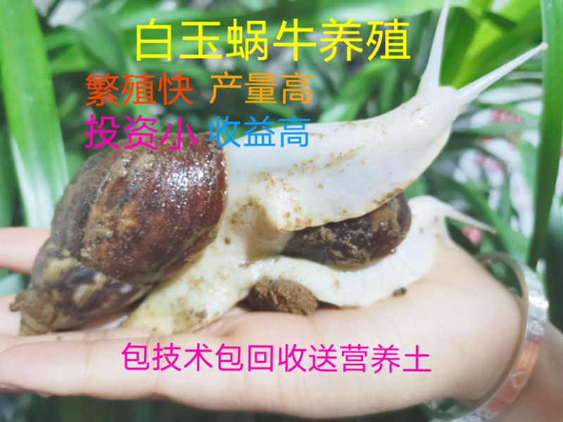 白玉蜗牛养殖基地直供，包技术，签订回收合同
