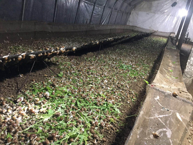 白玉蜗牛养殖基地直供，包技术，签订回收合同