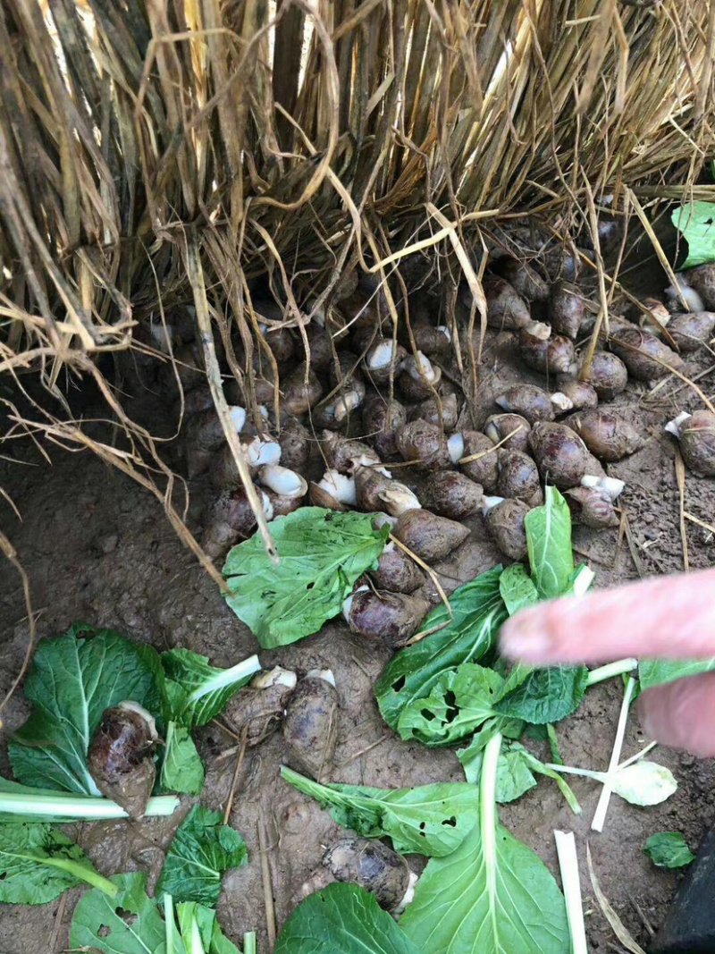 白玉蜗牛养殖基地直供，包技术，签订回收合同