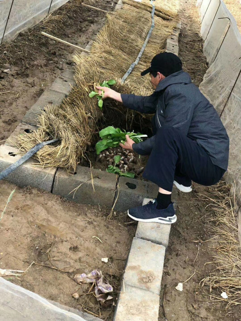 白玉蜗牛养殖基地直供，包技术，签订回收合同