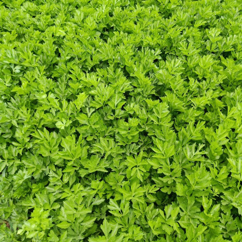 阎良芹菜