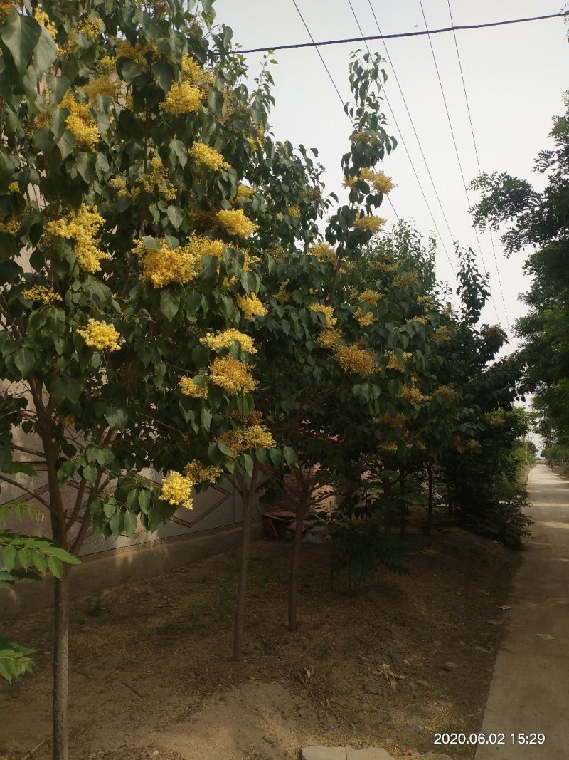 黄丁香，丁香树，金园丁香，北京丁香，潍坊，接穗嫁接条