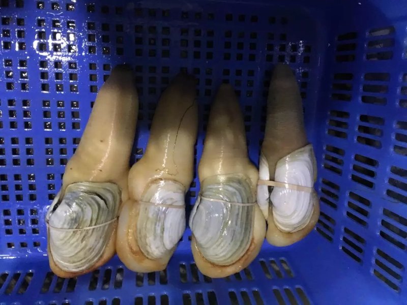 现货批发美国象拔蚌，刺身蚌，A，B级蚌，中蚌，各规格齐全