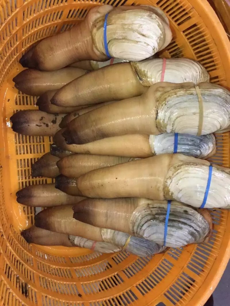 现货批发美国象拔蚌，刺身蚌，A，B级蚌，中蚌，各规格齐全