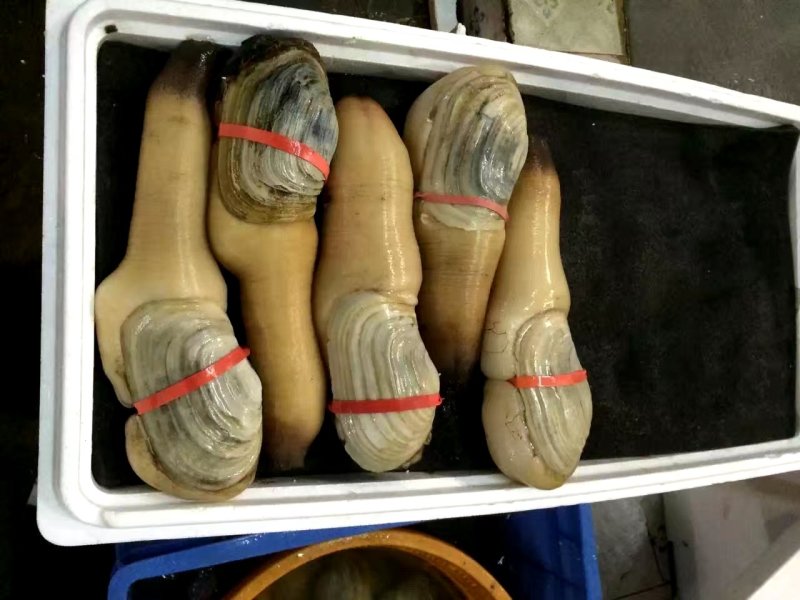 现货批发美国象拔蚌，刺身蚌，A，B级蚌，中蚌，各规格齐全
