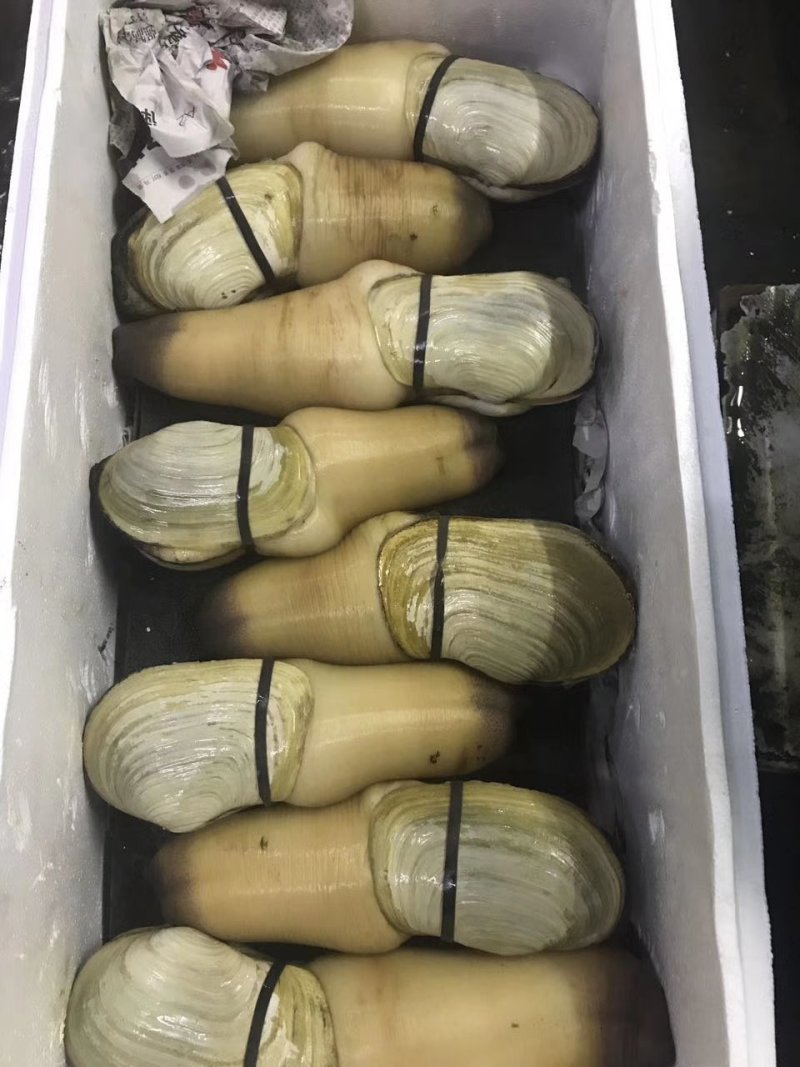 现货批发美国象拔蚌，刺身蚌，A，B级蚌，中蚌，各规格齐全