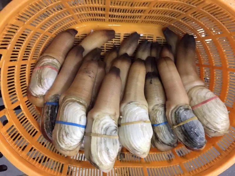大量批发各类进口优质象拔蚌，鲜活靓，全国各地空运，