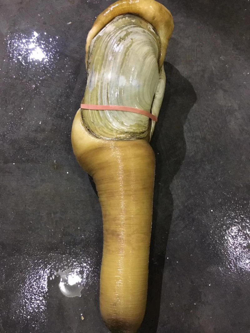 进口象拔蚌，刺身活体蚌，美国，加州，加拿大蚌现货批发