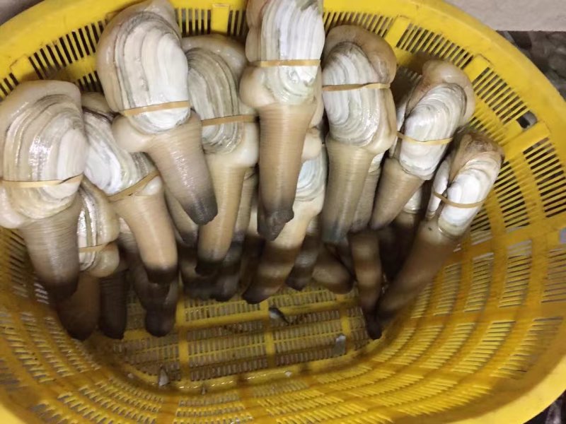 大量现货批发加洲刺身蚌，象拔蚌，大蚌，A级，B级，水蚌