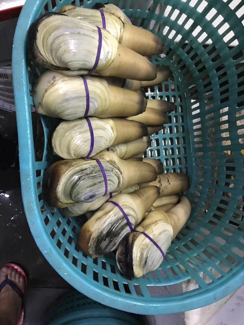 大量现货批发加洲刺身蚌，象拔蚌，大蚌，A级，B级，水蚌