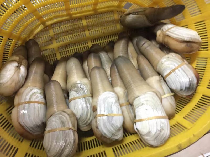 大量现货批发加洲刺身蚌，象拔蚌，大蚌，A级，B级，水蚌