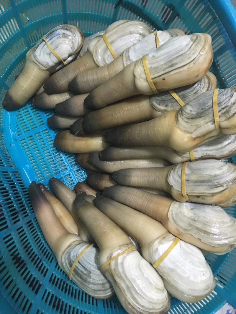 大量现货批发加洲刺身蚌，象拔蚌，大蚌，A级，B级，水蚌