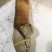 大量现货批发加洲刺身蚌，象拔蚌，大蚌，A级，B级，水蚌