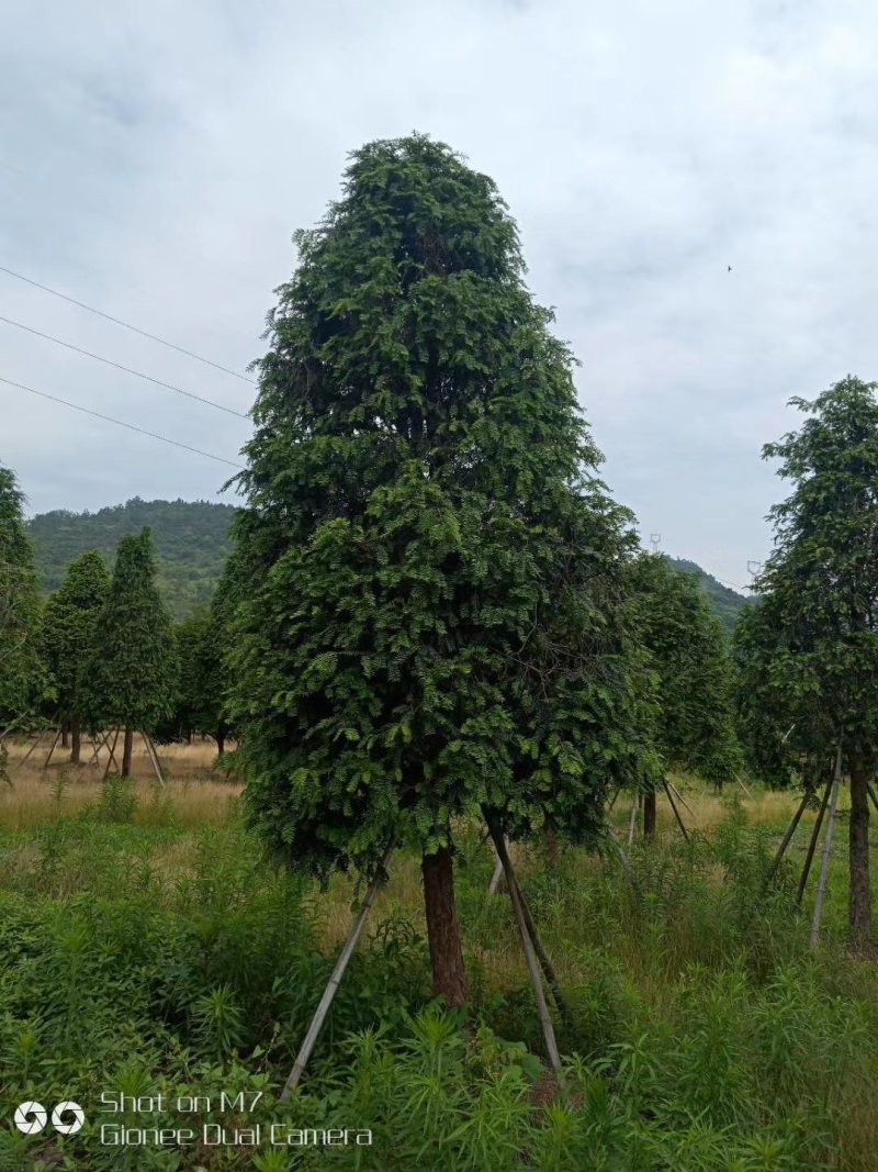 红豆杉小苗南方红豆杉占地苗红豆杉工程苗1/30公分