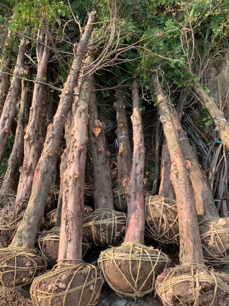 红豆杉小苗南方红豆杉占地苗红豆杉工程苗1/30公分